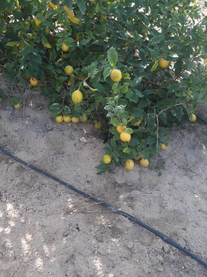 Aton Green Egypt Fresh Fruits & Vegetables